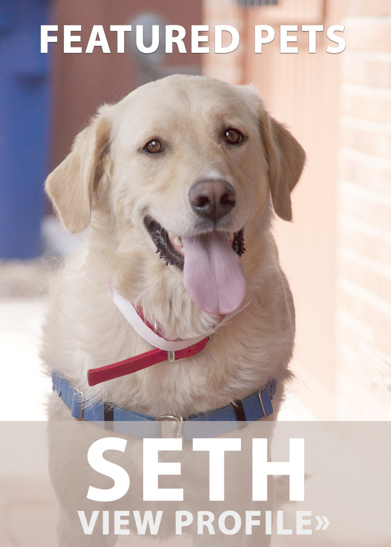 Featured Pet: Seth