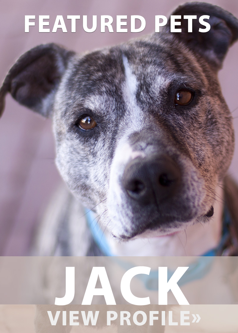 Featured Pet: Jack