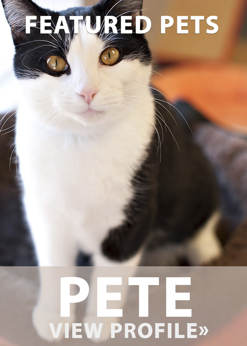 Featured Pet: Pete