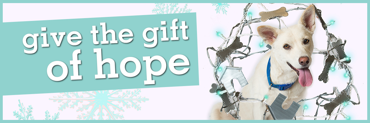 Give the Gift of Hope to Homeless Pets