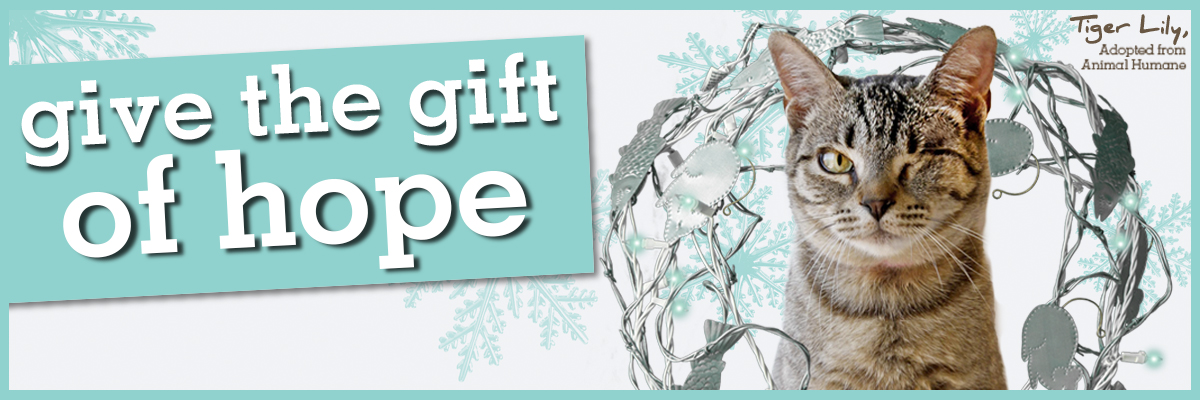 Give the gift of hope to homeless pets