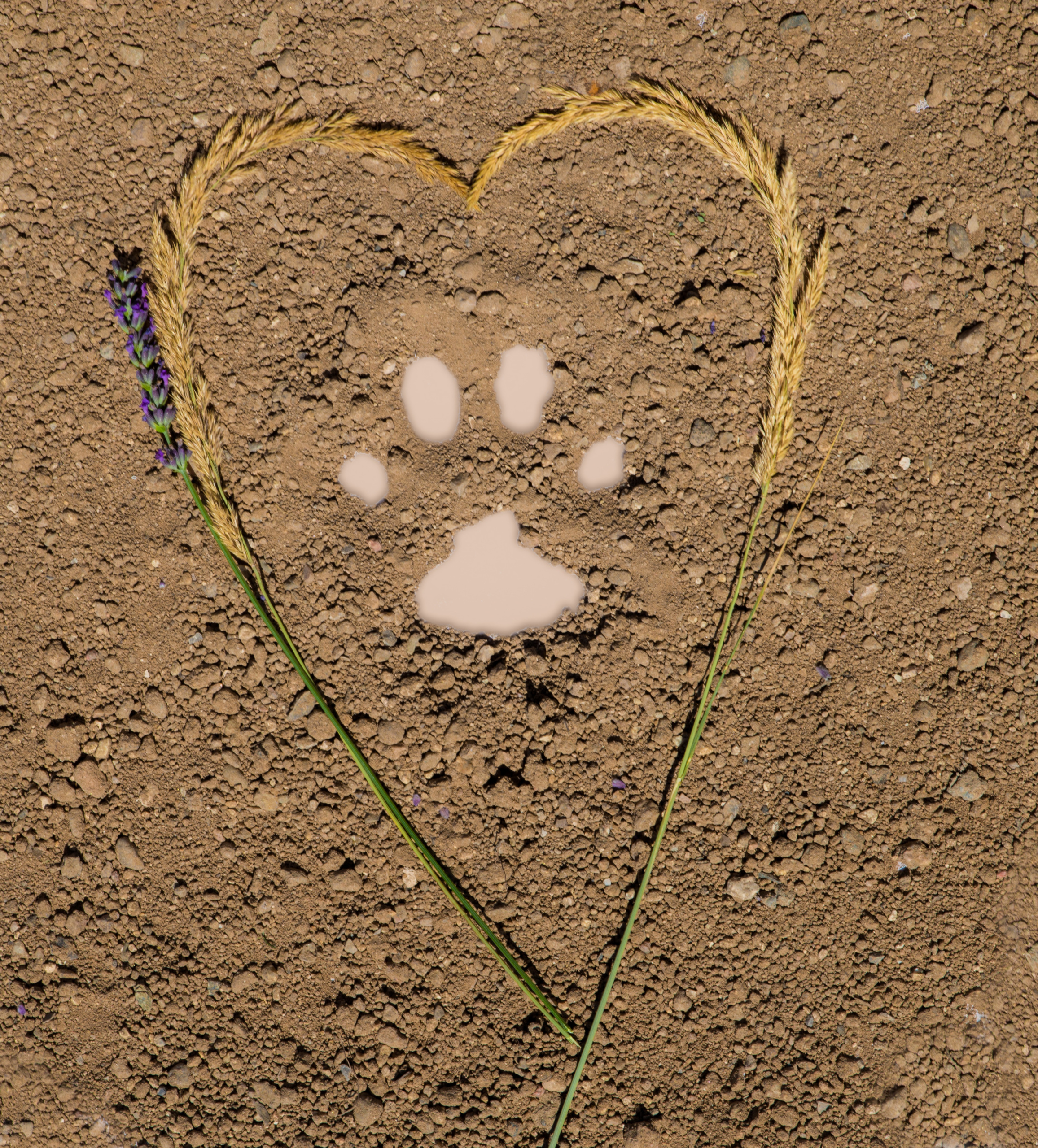 Heart_Paw_Coping_With_Pet_Loss_Animal_Humane_New_Mexico_072921