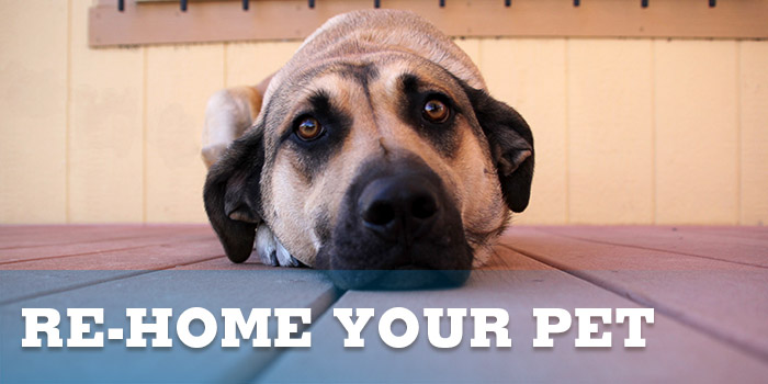 Re-home Your Pet | Animal Humane New Mexico