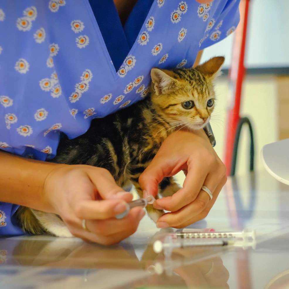 OrbitVaccine Kitten getting vaccine