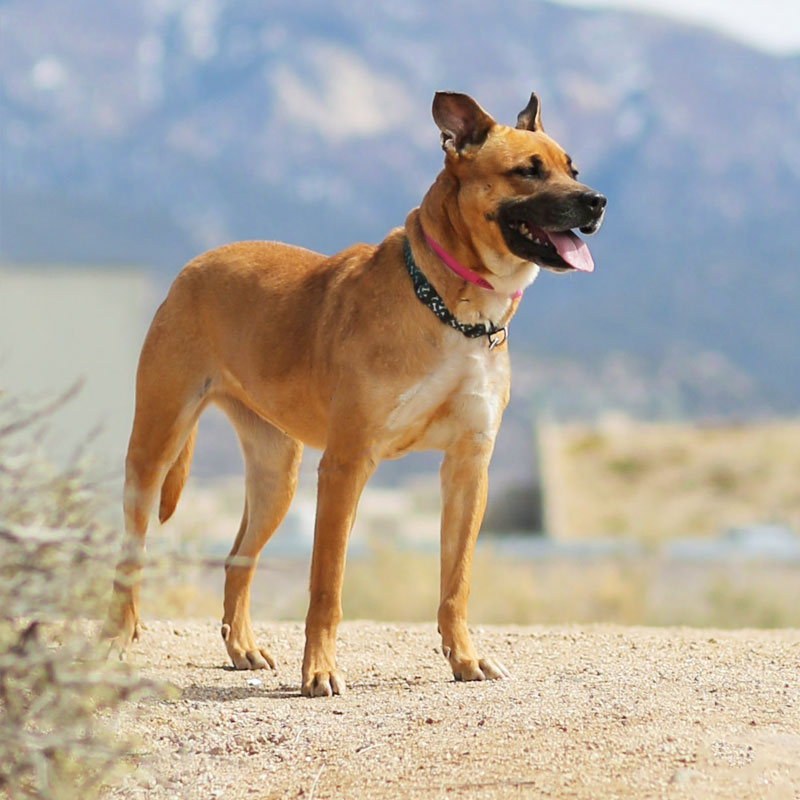 Fetch_Some_Fun-800 brown dog in a desert landscape