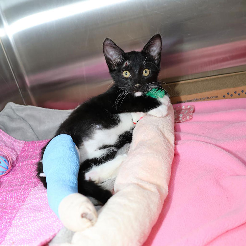 Medical_Recovery-800 black cat in a cast