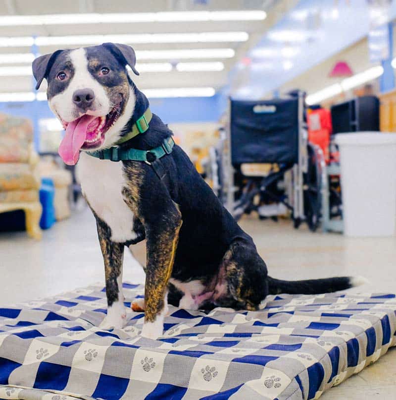 ThrifterAtThrift-2Edited-800 dog sitting on a bed