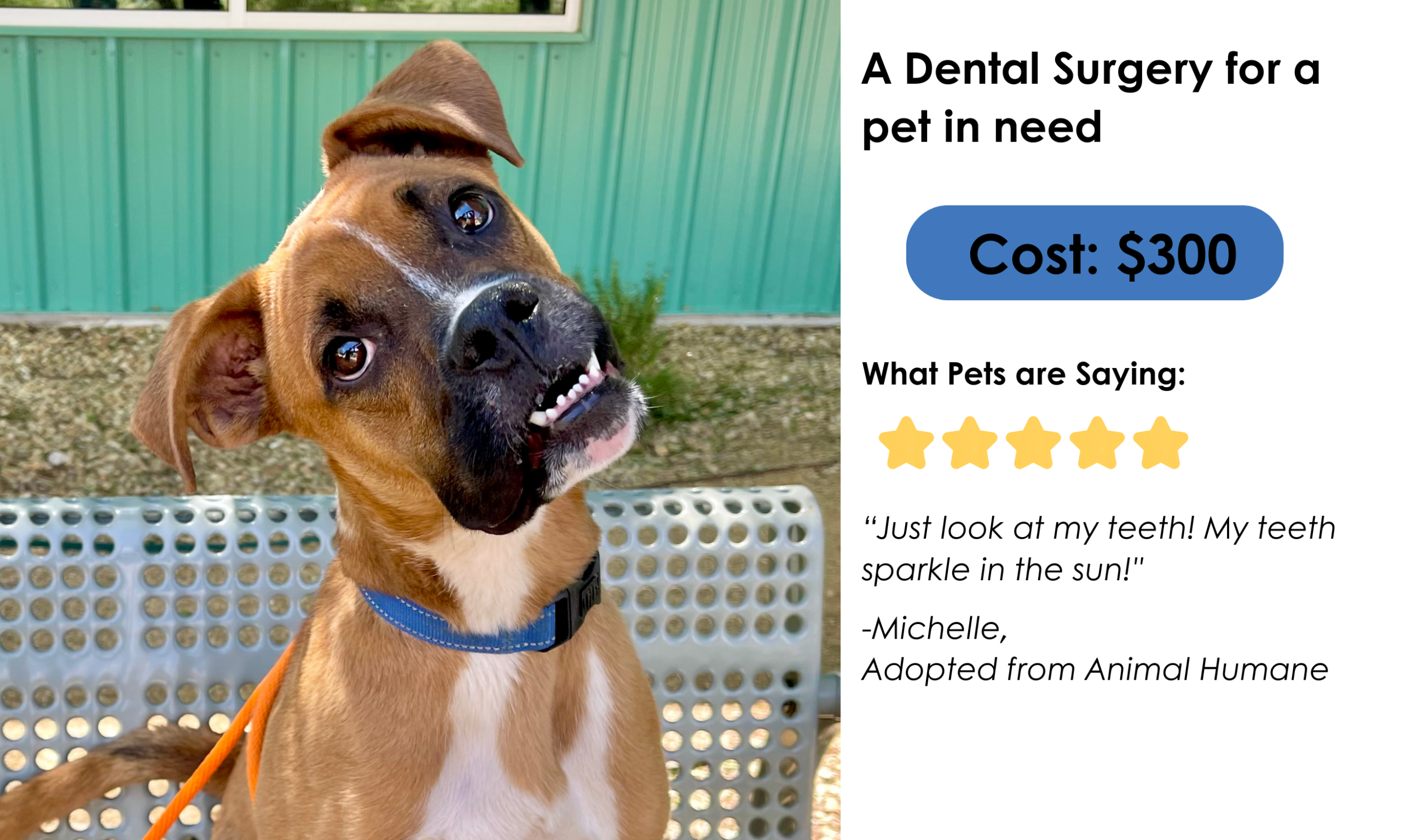 A dental surgery for a pet in need