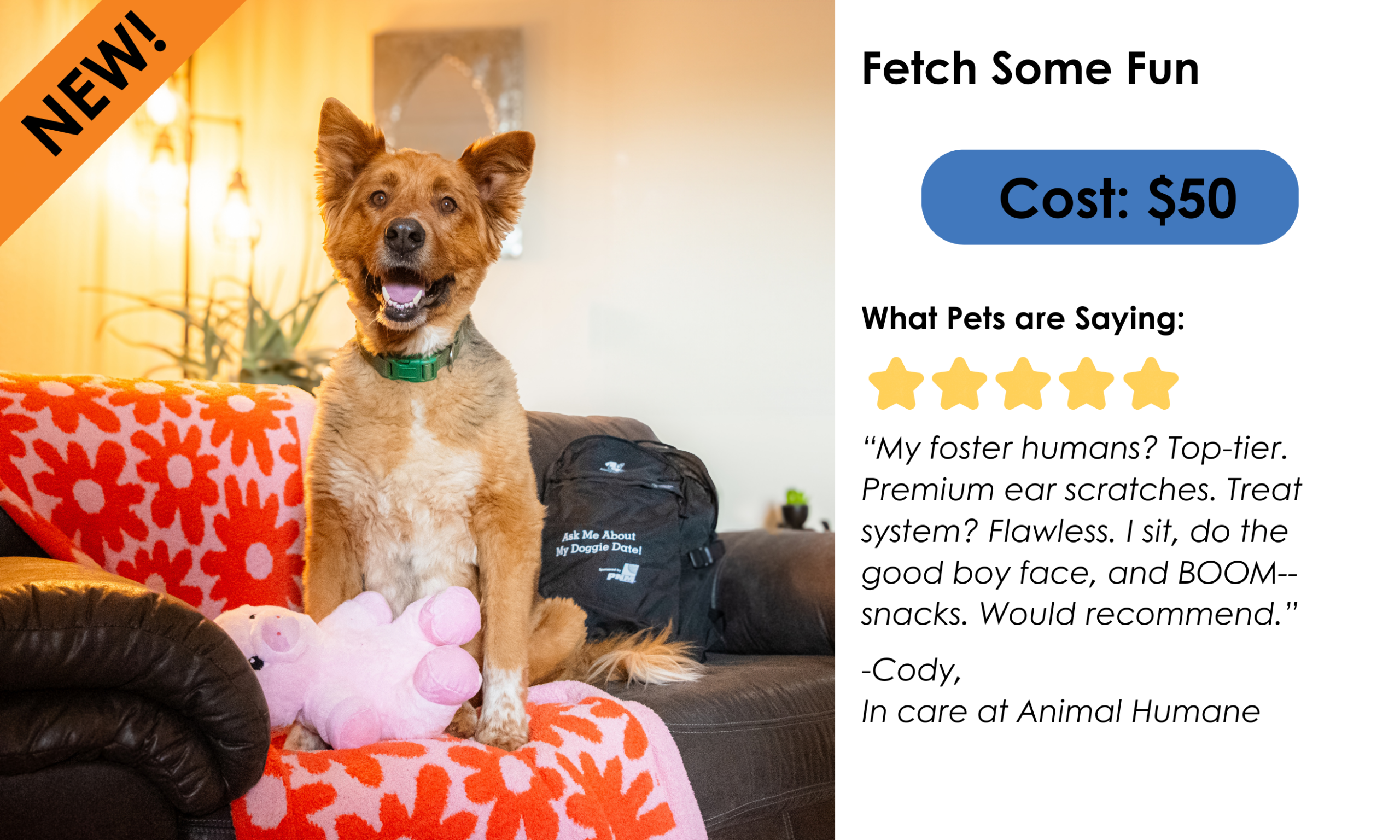 Fetch some fun