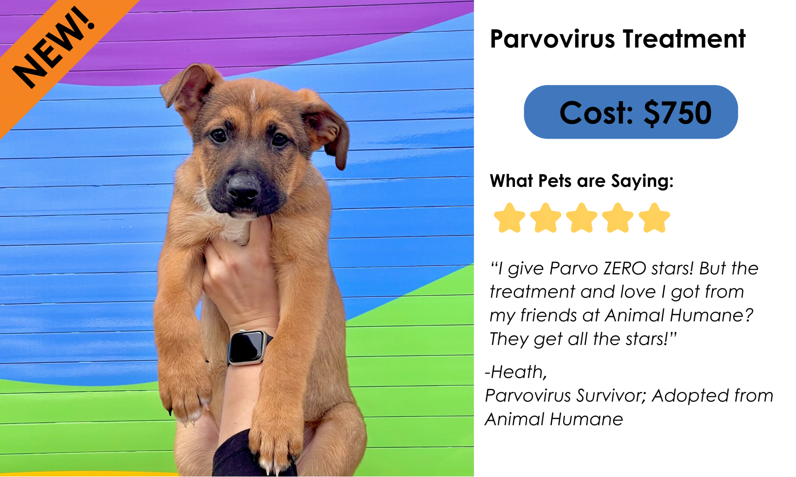 Parvovirus treatment