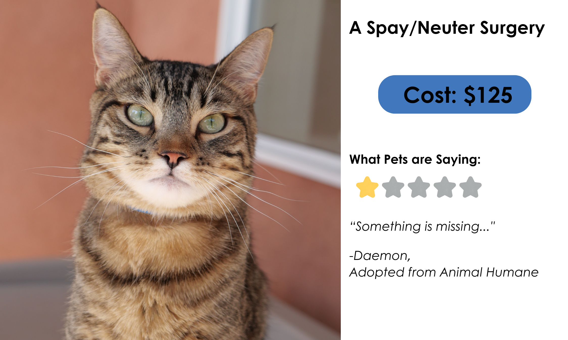 A spay/neuter surgery