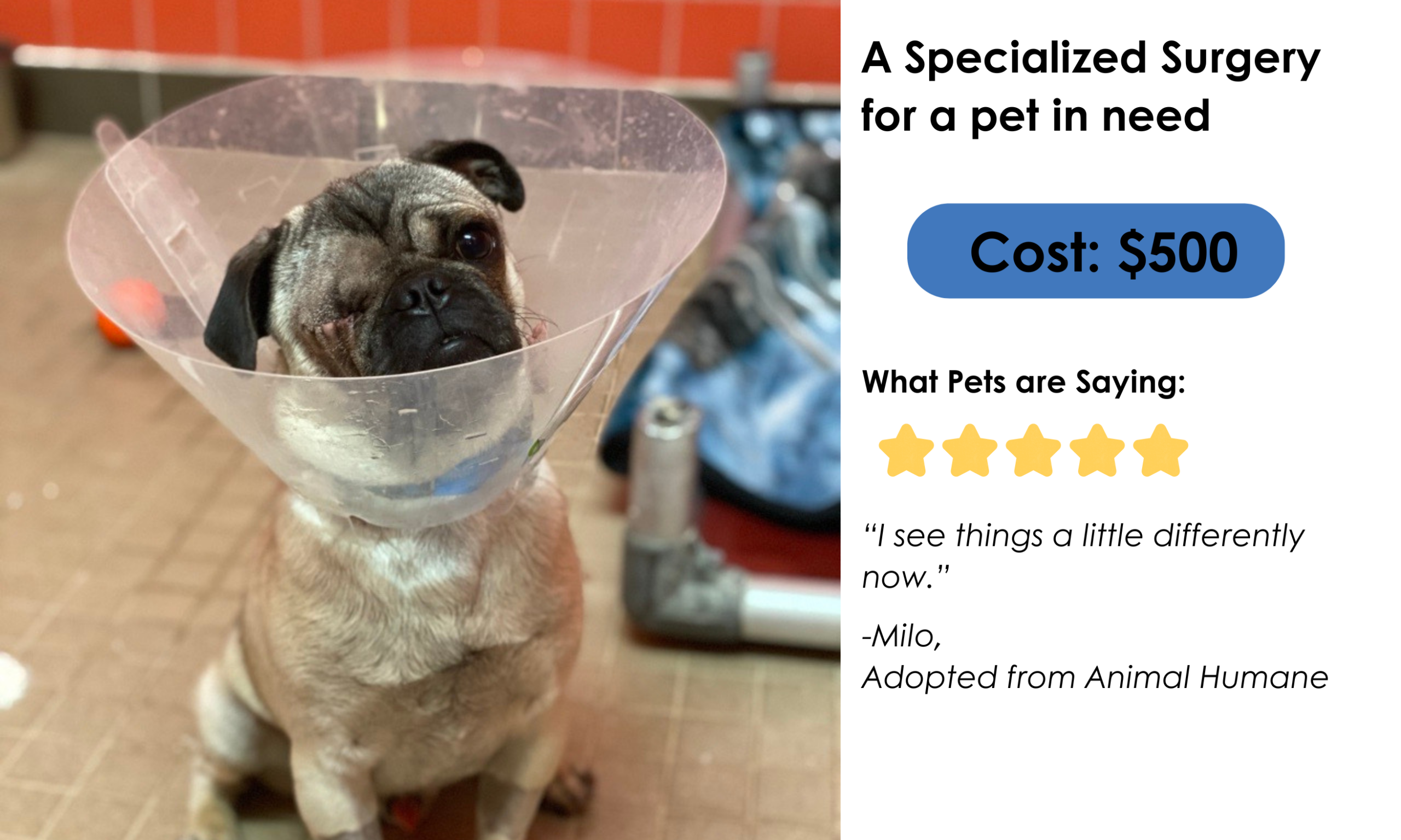 A specialized surgery for a pet in need