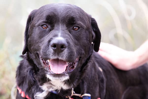 civilized-canine-600 Civilized canine 600
