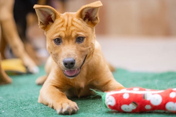 puppy-preschool-600 Puppy preschool 600